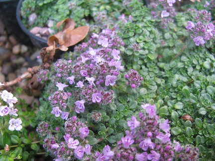 Thymus praecox 'Minor'